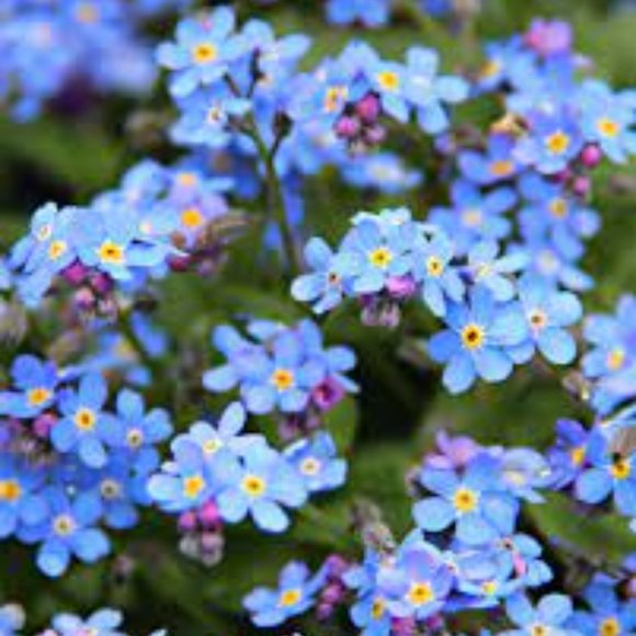 Meet your Posher, Laurin - Picture 1 of 1